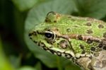 Common Water Frog Stock Photo