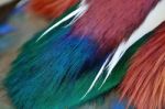 Mandarin Duck Feathers Stock Photo