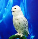 Snowy Owl Stock Photo