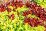 Green And Red Lettuce Growing In The Garden Stock Photo