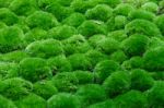 Multiple Grass Balls Top Side View Are Covered With Some Fraction Of Dry Leaves, Selective Focus Stock Photo