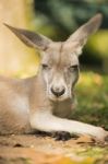 Kangaroo Outside During The Day Time Stock Photo