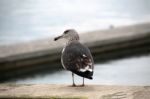 Lonely Seagull On The Docks Stock Photo