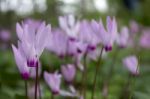 The Cyclamen Blooming In Israel	 Stock Photo