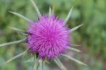 Israeli Thistle Stock Photo