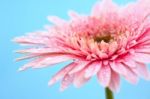 Pink Gerbera Flower Stock Photo