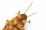 Cockroach Stock Photo