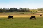 Cows Grazing In The Green Argentine Countryside Stock Photo