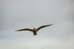 Eurasian Curlew (numenius Arquata) Stock Photo