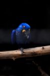 Hyacinth Macaw Close Up Stock Photo