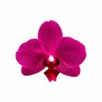 Orchid Isolated On White Background Stock Photo