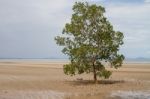 Tree On Sandy Beach Stock Photo