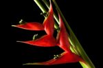 Heliconia Stricta Still Life On Black Background Stock Photo