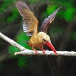 Male Brown-winged Kingfisher Stock Photo