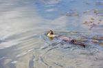 Eurasian Otter (lutra Lutra) In Natural Habitat Stock Photo