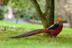 Golden Pheasant Or Chinese Pheasant Stock Photo