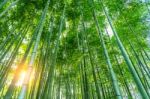 Bamboo Forest. Nature Background Stock Photo