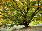 Prunus Pandora Tree In Autumn Stock Photo