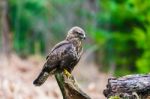 Common Buzzard (buteo Buteo) In A Forest Stock Photo