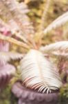 Green Leaves In Home Garden With Vintage Filter Stock Photo