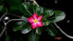 Desert Rose, Impala Lily, Mock Azalea Stock Photo