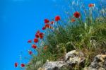 Poppies Growing In Val D'orcia Tuscany Stock Photo