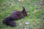 Eurasian Red Squirrel (sciurus Vulgaris) Stock Photo