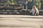 Long-tailed Macaque Monkey Sitting On Ancient Ruins Of Angkor Wa Stock Photo