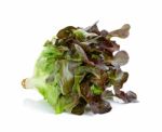 Lettuce Isolated On The White Background Stock Photo