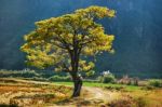 Golden  Tree Stock Photo