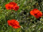 Poppies Flowering In Ronda Spain Stock Photo