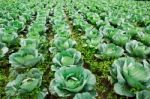 Green Kale Field  Stock Photo