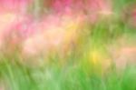 Blurred Pink Floral Field Background. Blurred Nature Background Stock Photo