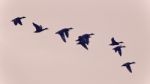 Background With A Swarm Of Ducks Flying In The Sky Stock Photo