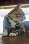 Cat Lying Down Relaxing At Home Stock Photo