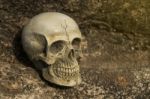 Still-life Of Human Skull On Tree Bark Stock Photo