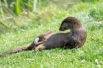 Eurasian Otter (lutra Lutra) Stock Photo