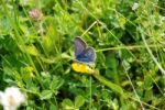 Blue Butterfly Stock Photo