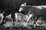 Country Cow  Stock Photo