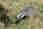 European Badger (meles Meles) Stock Photo