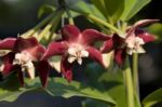 Emperor Hoya That Species With Larger Flowers Stock Photo