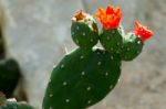 Opuntia Quintensis Stock Photo