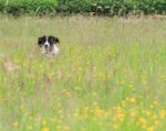 Dog In The Long Grass Stock Photo