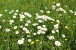 Flower Field Stock Photo