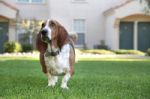 Basset Hound Stock Photo