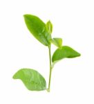 Tea Leaf Isolated On The White Background Stock Photo