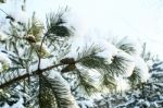 Cones On A Branch In The Snow Stock Photo