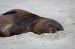 New Zealand Sea Lion (phocarctos Hookeri) Stock Photo