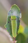 Foxy Emperor (charaxes Jasius) Stock Photo