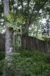 Holttum’s Staghorn Fern On The Tree In The Garden Stock Photo